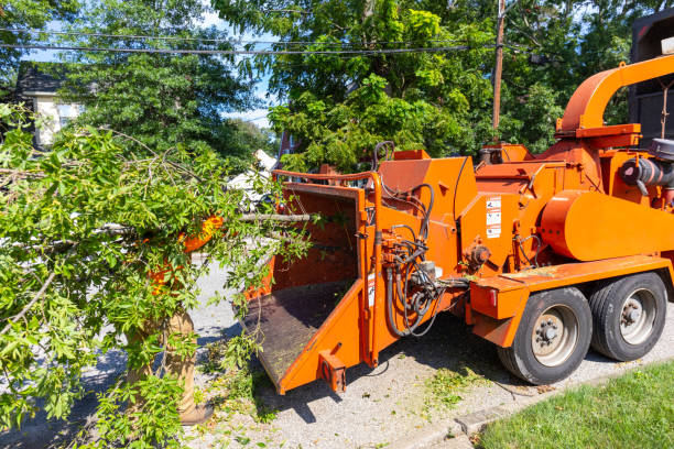 Best Tree Trimming Near Me  in St Georges, DE